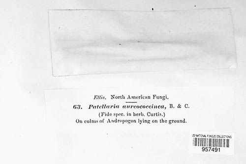 Solenopezia aureococcinea image
